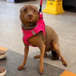 Shelter Stray Female Dog last seen , Animal Care & Control Team of Philly, 111 W Hunting Park Ave, Philadelphia, PA 19140, USA
