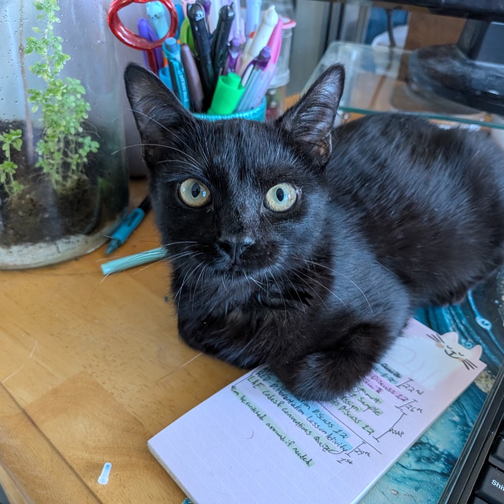Shelter Stray Male Cat last seen , 8020 Washington St, Port Richey, FL 34668, USA