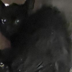 Shelter Stray Unknown Cat last seen , Animal Care & Control Team of Philly, 111 W Hunting Park Ave, Philadelphia, PA 19140, USA