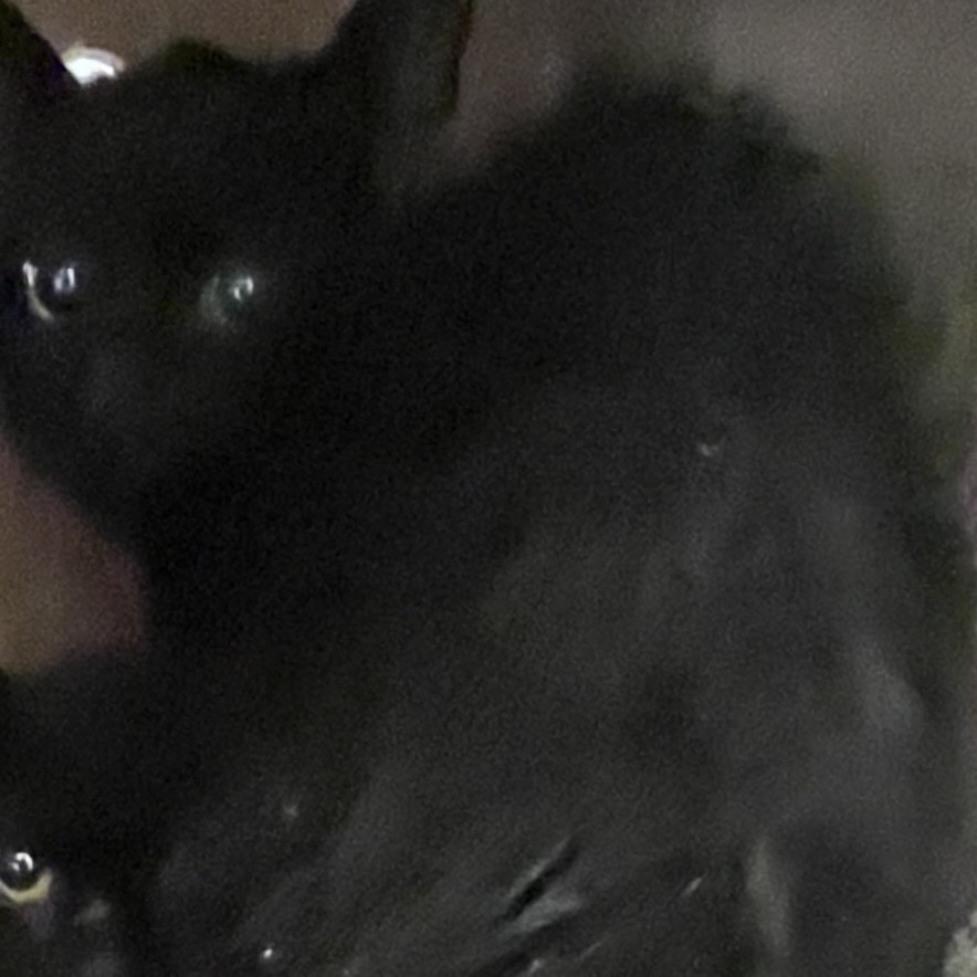 Shelter Stray Unknown Cat last seen , Animal Care & Control Team of Philly, 111 W Hunting Park Ave, Philadelphia, PA 19140, USA