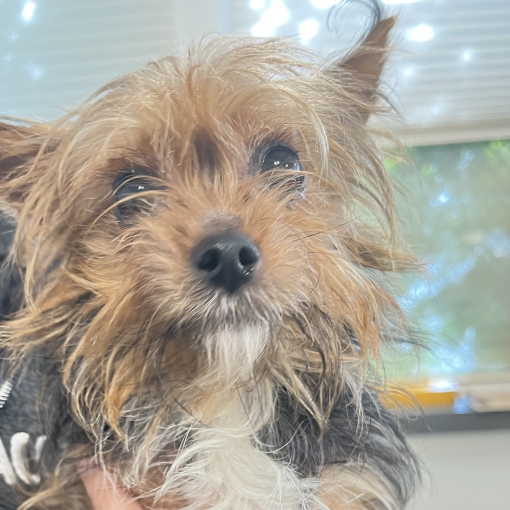 Shelter Stray Female Dog last seen , Animal Care & Control Team of Philly, 111 W Hunting Park Ave, Philadelphia, PA 19140, USA