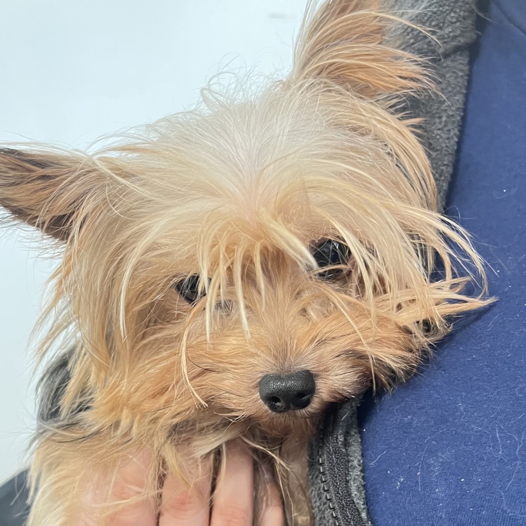 Shelter Stray Female Dog last seen , Animal Care & Control Team of Philly, 111 W Hunting Park Ave, Philadelphia, PA 19140, USA