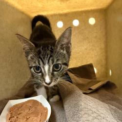 Shelter Stray Female Cat last seen , 361 S Raymond Ave, Pasadena, CA 91105, USA