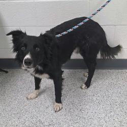 Shelter Stray Male Dog last seen , 5801 Graye Ln, Caldwell, ID 83607, USA