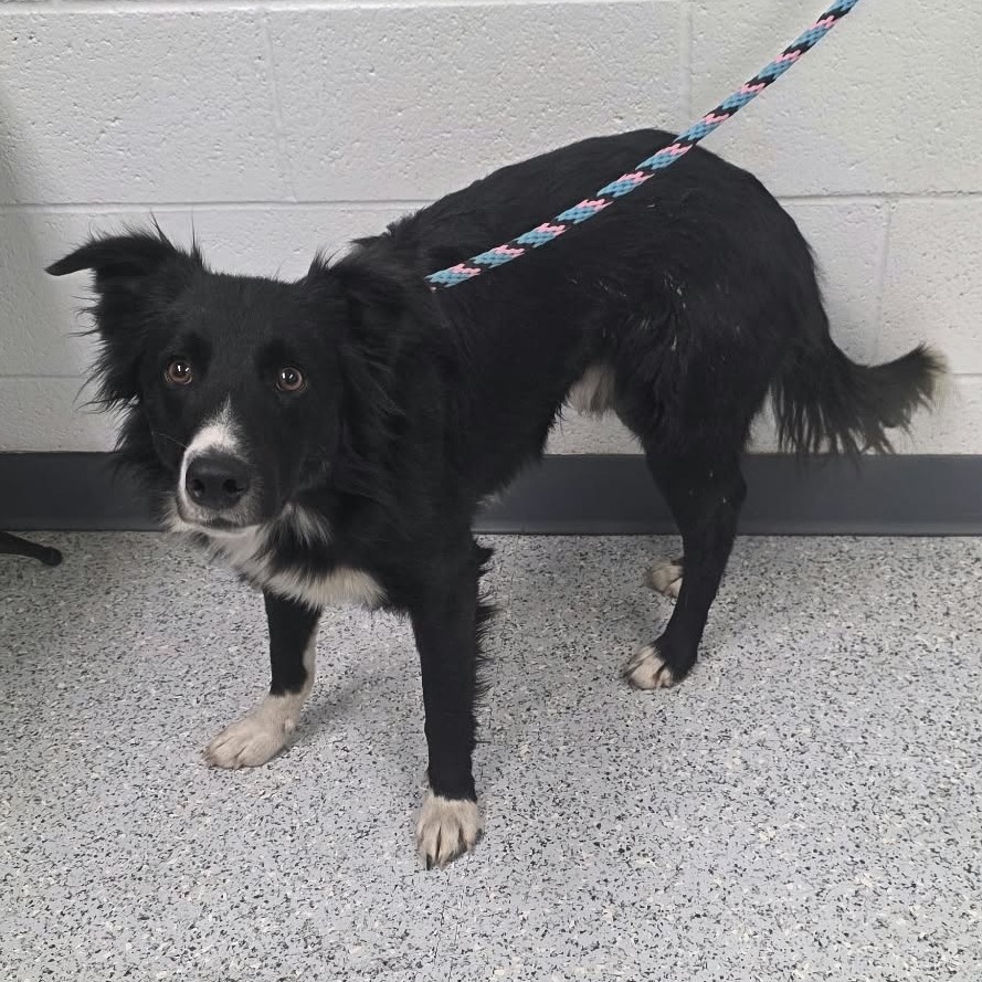 Shelter Stray Male Dog last seen , 5801 Graye Ln, Caldwell, ID 83607, USA