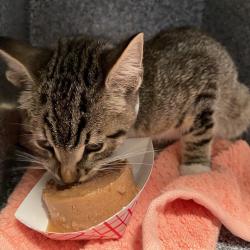 Shelter Stray Male Cat last seen , 361 S Raymond Ave, Pasadena, CA 91105, USA