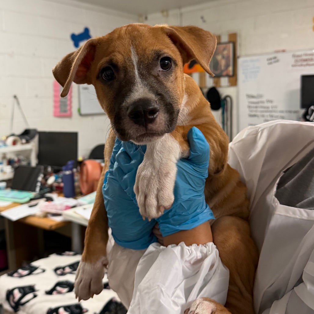 Shelter Stray Male Dog last seen , 2451 N Expressway 281, Edinburg, TX 78541, USA