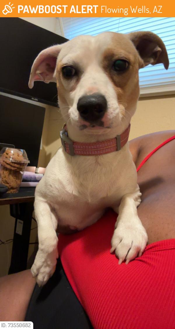 Found/Stray Male Dog last seen Flowing Wells & W. Wetmore, Flowing Wells, AZ 85705