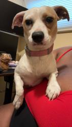 Found/Stray Male Dog last seen Flowing Wells & W. Wetmore, Flowing Wells, AZ 85705