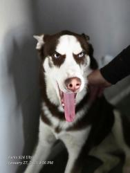 Lost Male Dog last seen Higley dr ray rd, Gilbert, AZ 85295