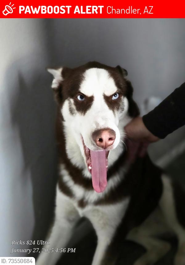 Lost Male Dog last seen Higley dr ray rd, Gilbert, AZ 85295