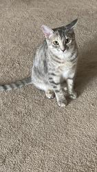 Lost Female Cat last seen 13and wv ave, Nitro, WV 25064