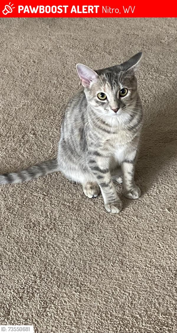 Lost Female Cat last seen 13and wv ave, Nitro, WV 25064