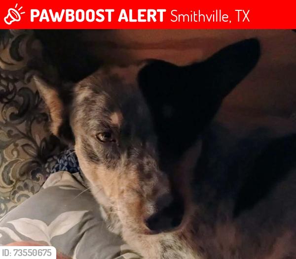 Lost Male Dog last seen Wilkes street apmts, Smithville, TX 78957