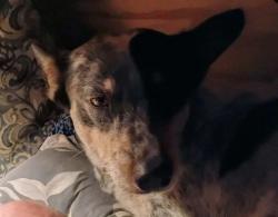 Lost Male Dog last seen Wilkes street apmts, Smithville, TX 78957