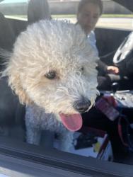 Found/Stray Male Dog last seen Knox and highland, Fontana, CA 92336