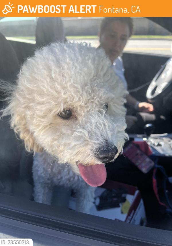 Found/Stray Male Dog last seen Knox and highland, Fontana, CA 92336
