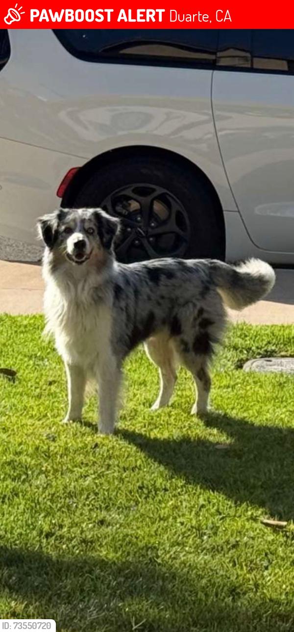 Lost Male Dog last seen Address Duarte elementary, Duarte, CA 91010
