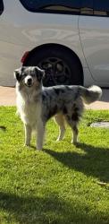 Lost Male Dog last seen Address Duarte elementary, Duarte, CA 91010