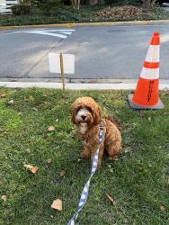 Reunited Female Dog last seen Dorset Avenue, Montgomery County, MD 20815