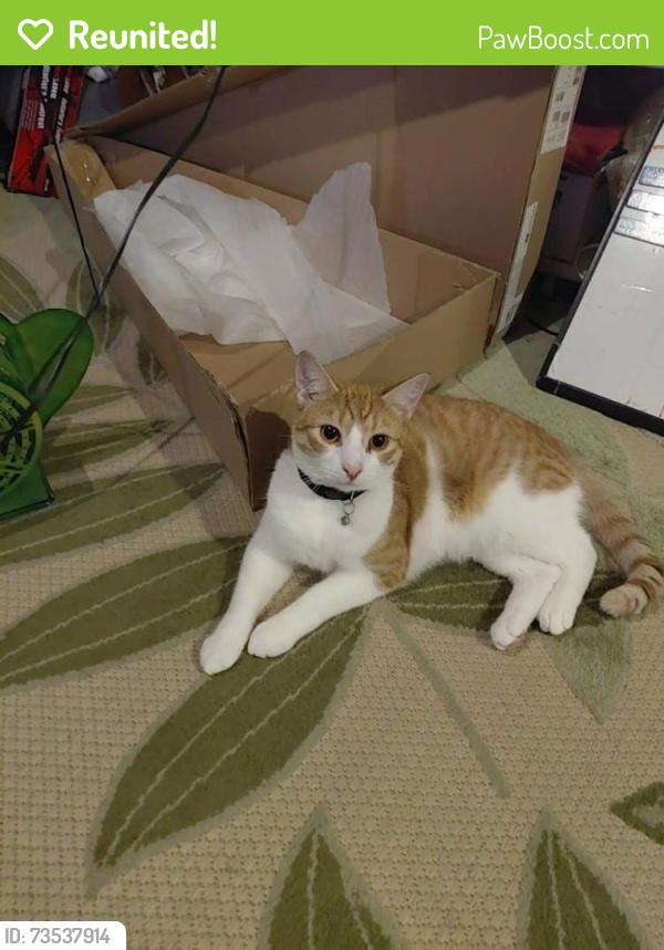 Reunited Male Cat last seen Near raspberry st, Erie, PA 16508