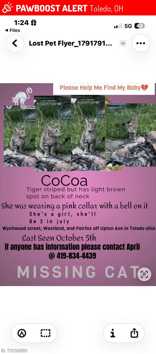 Lost Female Cat last seen Westland Ave and Wychwood street, Toledo, OH 43613