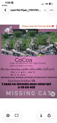 Lost Female Cat last seen Westland Ave and Wychwood street, Toledo, OH 43613