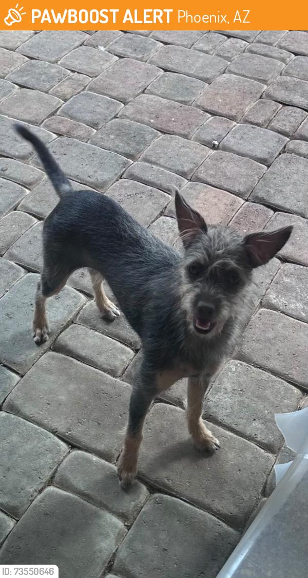 Found/Stray Female Dog last seen 41st Ave and Baseline Rd., Phoenix, AZ 85339