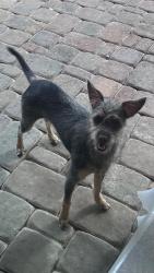 Found/Stray Female Dog last seen 41st Ave and Baseline Rd., Phoenix, AZ 85339