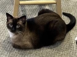 Reunited Male Cat last seen Regent park area, Regina, SK 