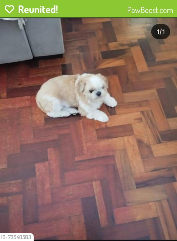 Reunited Male Dog last seen Rua Joracy Camargo, Santa Tereza, RS 90840-510