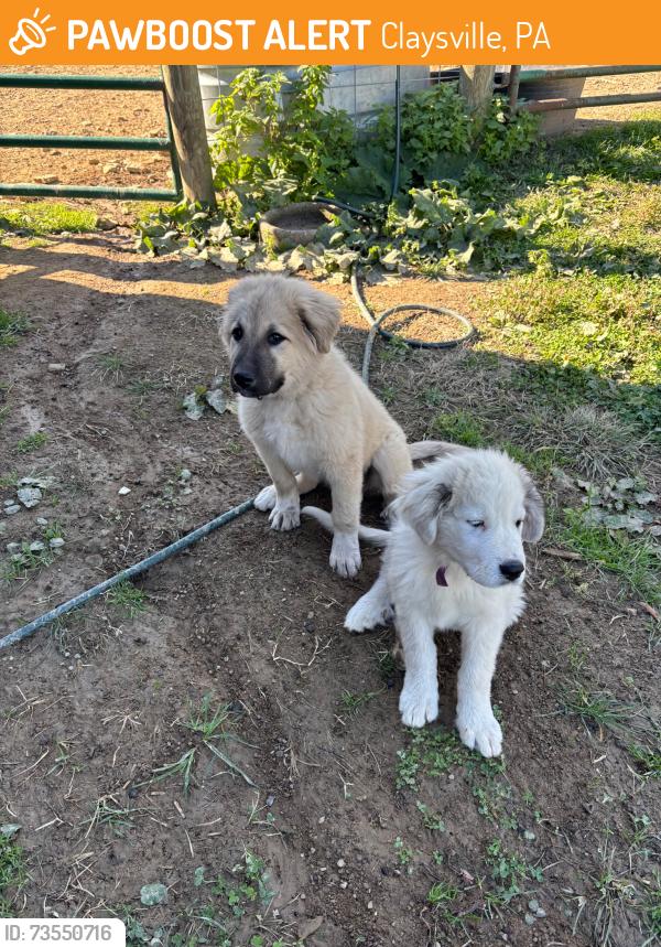 Found/Stray Unknown Dog last seen Near the rig in Claysville, Claysville, PA 15323