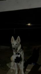 Reunited Female Dog last seen Near S 97Th st by skyline park 85208, Mesa, AZ 85208