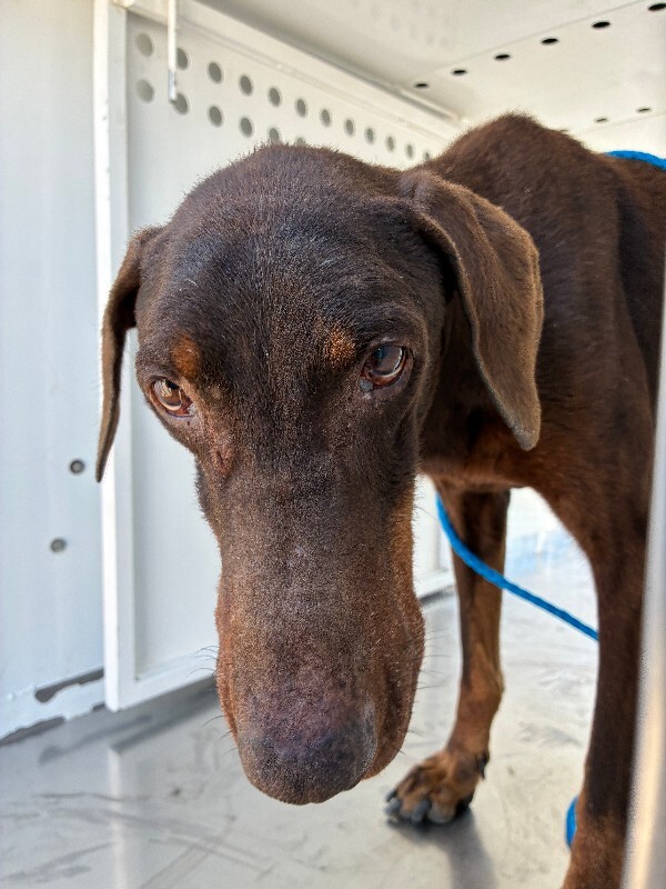 Shelter Stray Male Dog last seen Near E Oak St, Stockton, CA 95205, USA, 1575 S Lincoln St, Stockton, CA 95206, USA