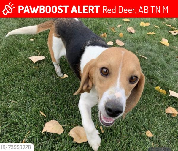Lost Female Dog last seen Near 60 st, Red Deer, AB T4N 6M7