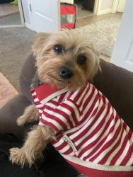 Lost Male Dog last seen Genoa, Aurora, CO 80013