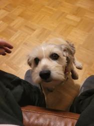 Reunited Female Dog last seen Ransom Middle School, Cantonment, FL 32533