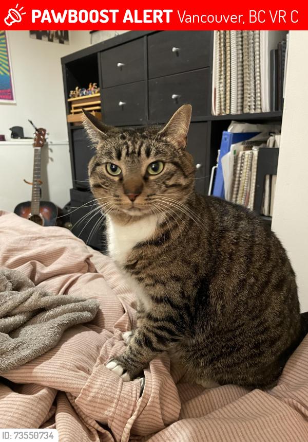Lost Female Cat last seen Discovery st and 9th, Vancouver, BC V6R 2C5