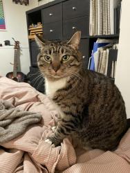 Lost Female Cat last seen Discovery st and 9th, Vancouver, BC V6R 2C5