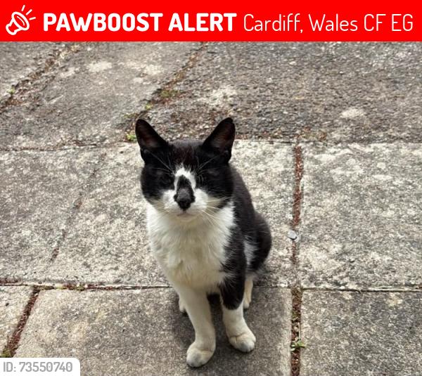 Lost Male Cat last seen Flyover, Cardiff, Wales CF14 3EG