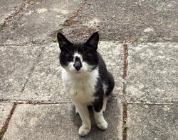 Lost Male Cat last seen Flyover, Cardiff, Wales CF14 3EG