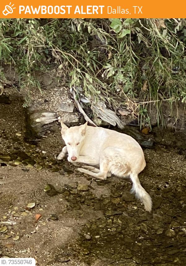 Found/Stray Unknown Dog last seen Moore park, in the creek, Dallas, TX 75203