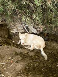 Found/Stray Unknown Dog last seen Moore park, in the creek, Dallas, TX 75203