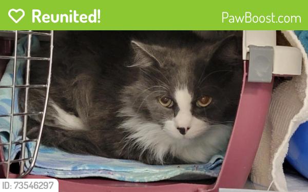 Reunited Unknown Cat last seen Burger Drive, Saint Paul, MN 55102
