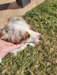 Reunited Male Dog last seen Windy City and McClellan, Jackson, TN 