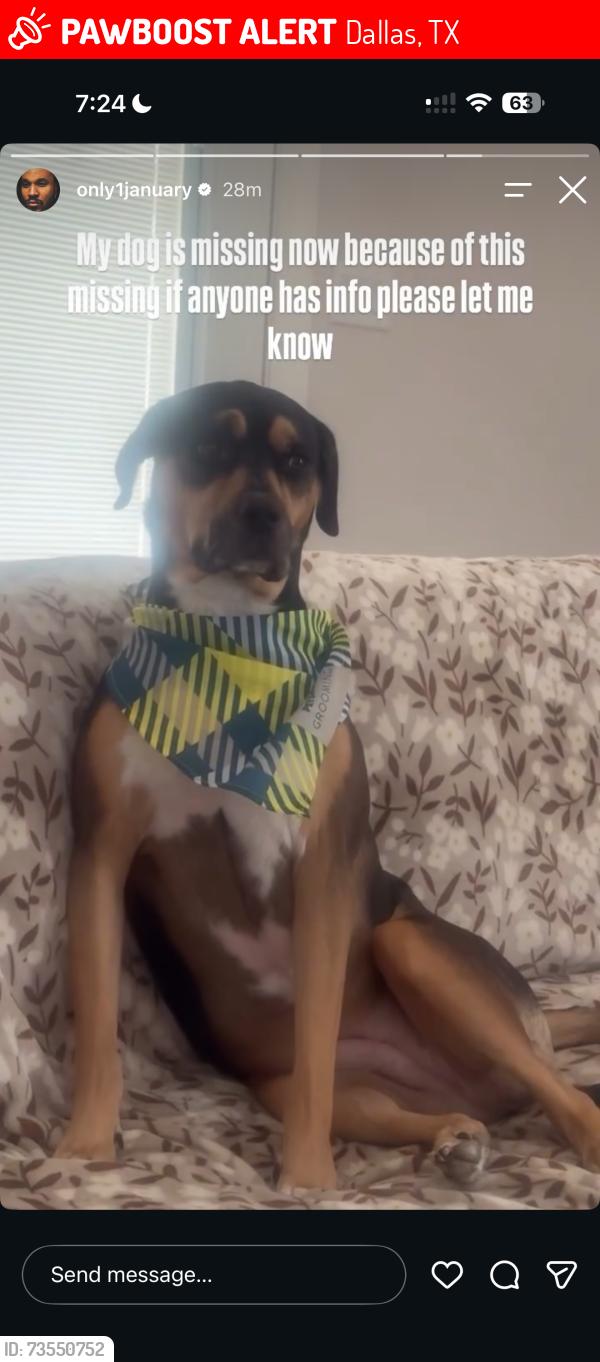 Lost Female Dog last seen Bernal dr, Dallas, TX 75212