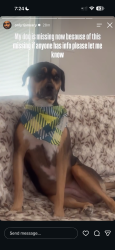 Lost Female Dog last seen Bernal dr, Dallas, TX 75212