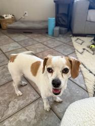 Found/Stray Female Dog last seen Hunts Lane and Heritage Lane, San Bernardino, CA 92408