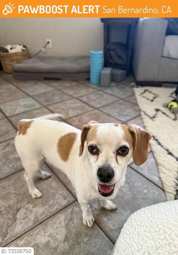 Found/Stray Female Dog last seen Hunts Lane and Heritage Lane, San Bernardino, CA 92408