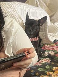 Lost Female Dog last seen 83rd Ave and Indian School Rd., Phoenix, AZ 85033